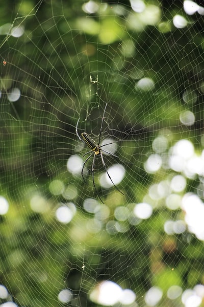 在web蜘蛛森林
